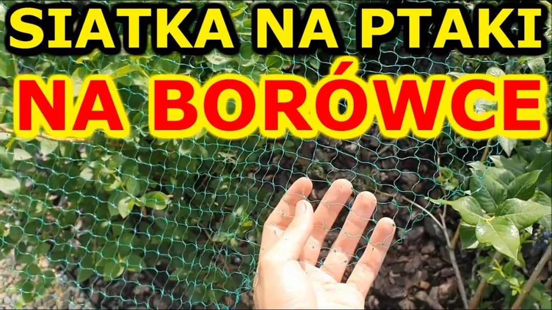 Jak założyć siatkę przeciw ptakom na borówki i chronić plony