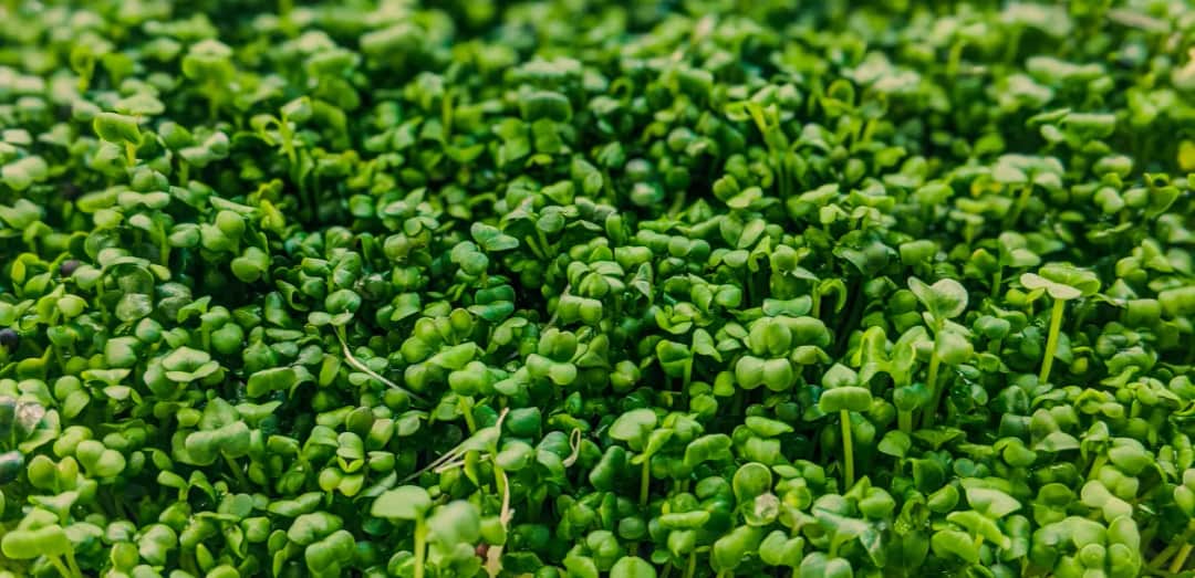 Czy pies może jeść rzeżuchę? Sprawdź, co musisz wiedzieć o bezpieczeństwie Czy pies może jeść rzeżuchę? Sprawdź, co musisz wiedzieć o bezpieczeństwie