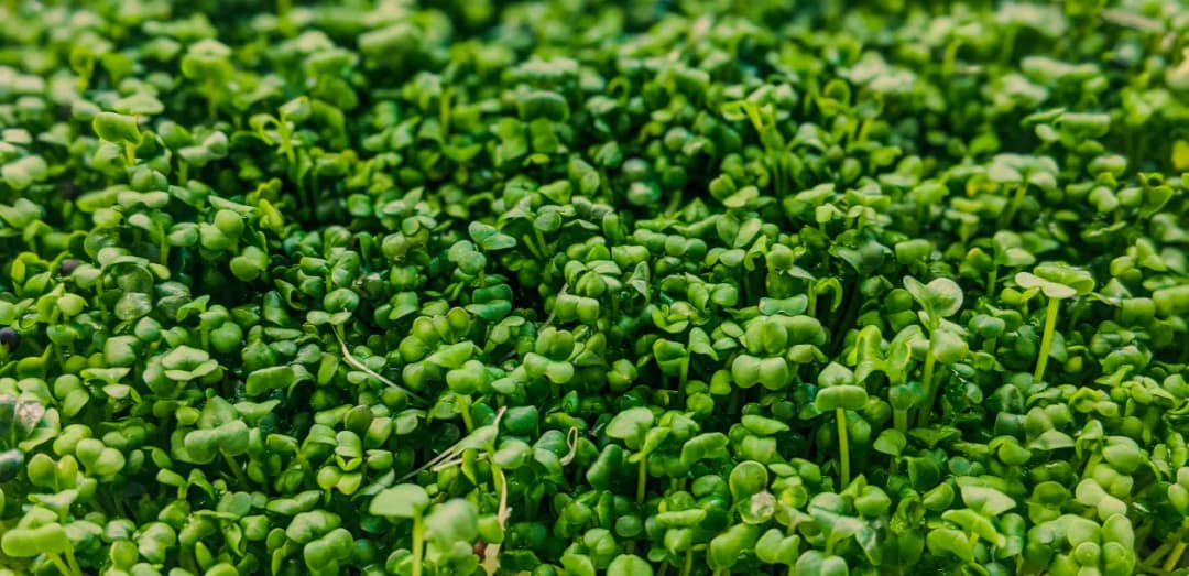 Czy pies może jeść rzeżuchę? Sprawdź, co musisz wiedzieć o bezpieczeństwie