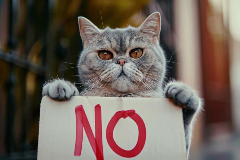 Czy koty mogą jeść mandarynki? Sprawdź, co może im zaszkodzić