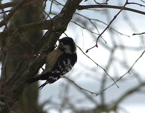 Jaki ptak stuka w drzewo? Odkryj tajemnice dzięciołów