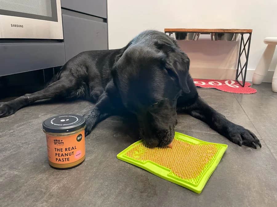 Czy psy mogą jeść masło? Poznaj ryzyko i bezpieczne porcje