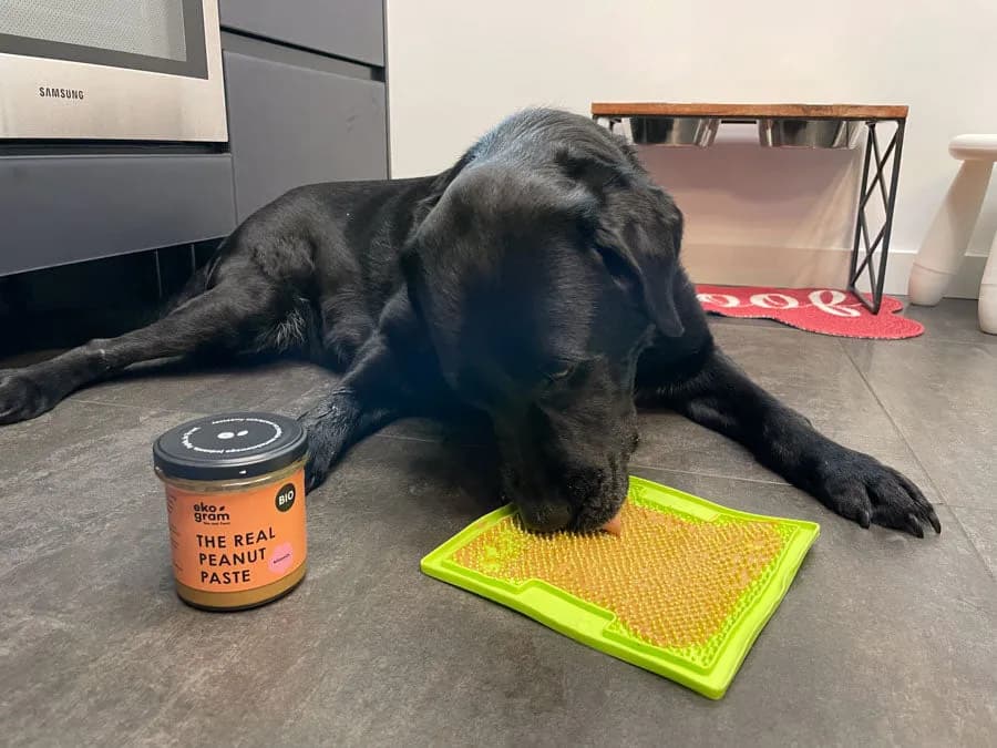 Czy psy mogą jeść masło? Poznaj ryzyko i bezpieczne porcje