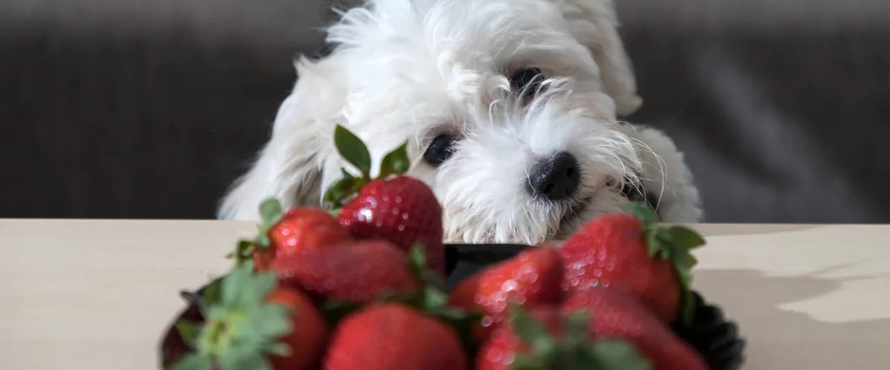 Czy pies może jeść truskawkę? Poznaj zagrożenia i korzyści Czy pies może jeść truskawkę? Poznaj zagrożenia i korzyści