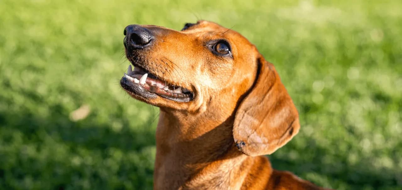 Czy pies może jeść tylko suchą karmę? Sprawdź, co powinieneś wiedzieć Czy pies może jeść tylko suchą karmę? Sprawdź, co powinieneś wiedzieć