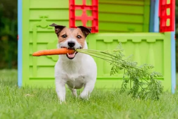 Czy pies może jeść gotowaną marchewkę? Odkryj zdrowe korzyści!