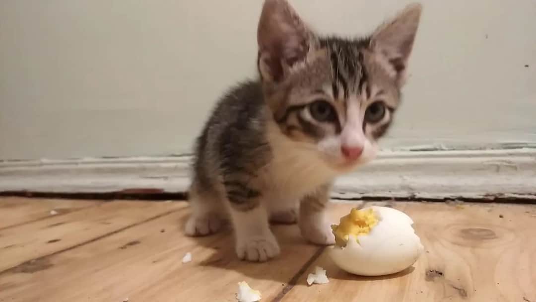 Czy koty mogą jeść surowe jajka? Uważaj na te niebezpieczeństwa