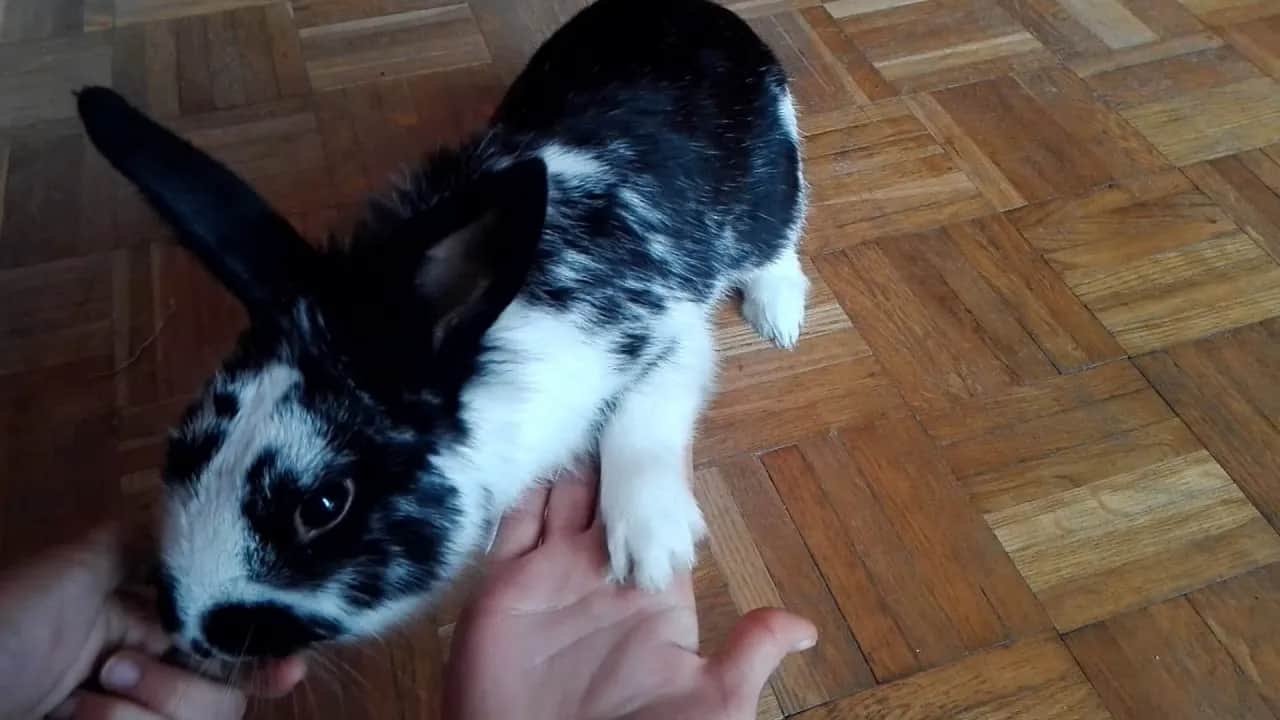 Jak nauczyć królika przychodzenia na zawołanie bez frustracji