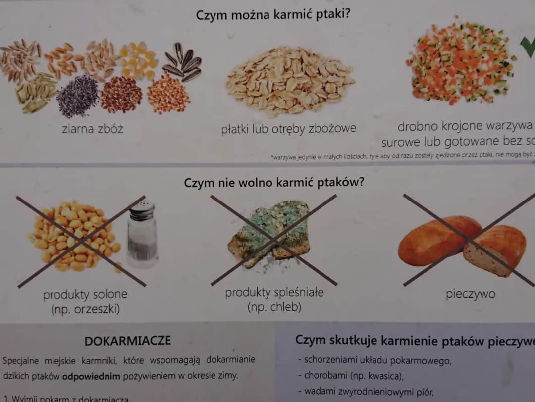 Dlaczego nie można karmić ptaków chlebem? Odkryj szkodliwość tego pokarmu