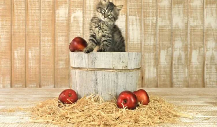 Czy koty mogą jeść jabłka? Sprawdź, co musisz wiedzieć!