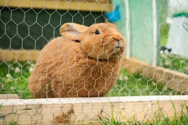 Dlaczego królik podgryza? Odkryj przyczyny i skuteczne rozwiązania