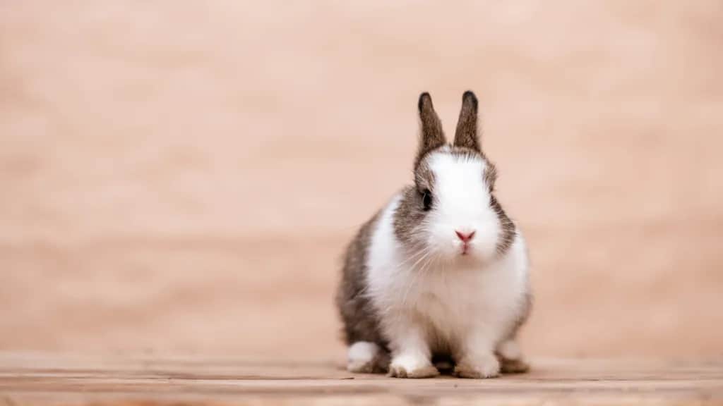 Czy królik może jeść orzechy włoskie? Sprawdź, co mu zaszkodzi
