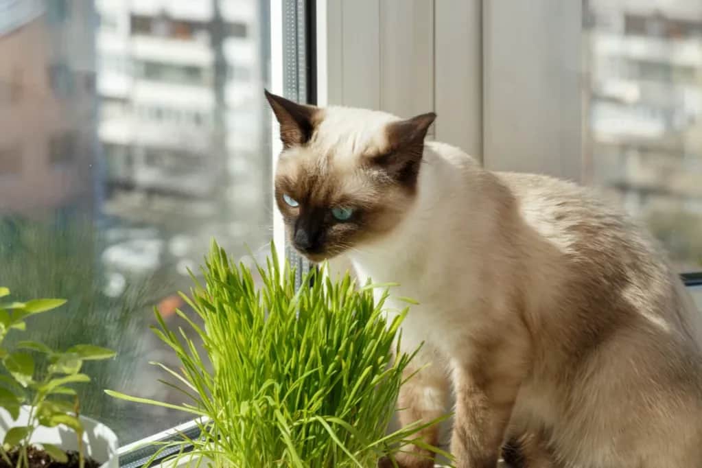 Czy koty mogą jeść owies? Bezpieczne porady i potencjalne ryzyko