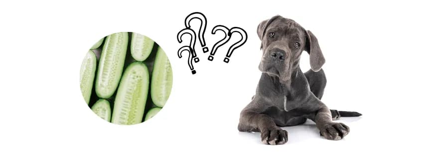 Czy pies może jeść ogórki zielone? Sprawdź, co musisz wiedzieć!