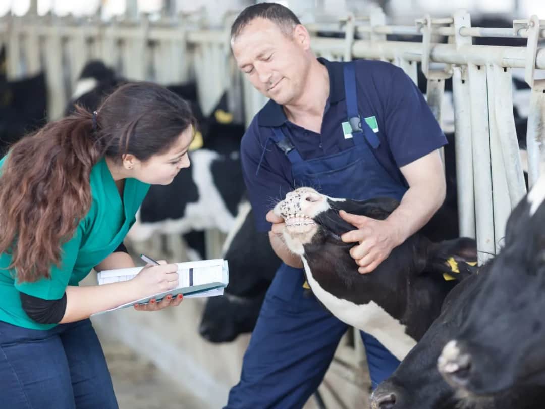 Ile zarabia pomocnik weterynarza? Zaskakujące fakty o wynagrodzeniu