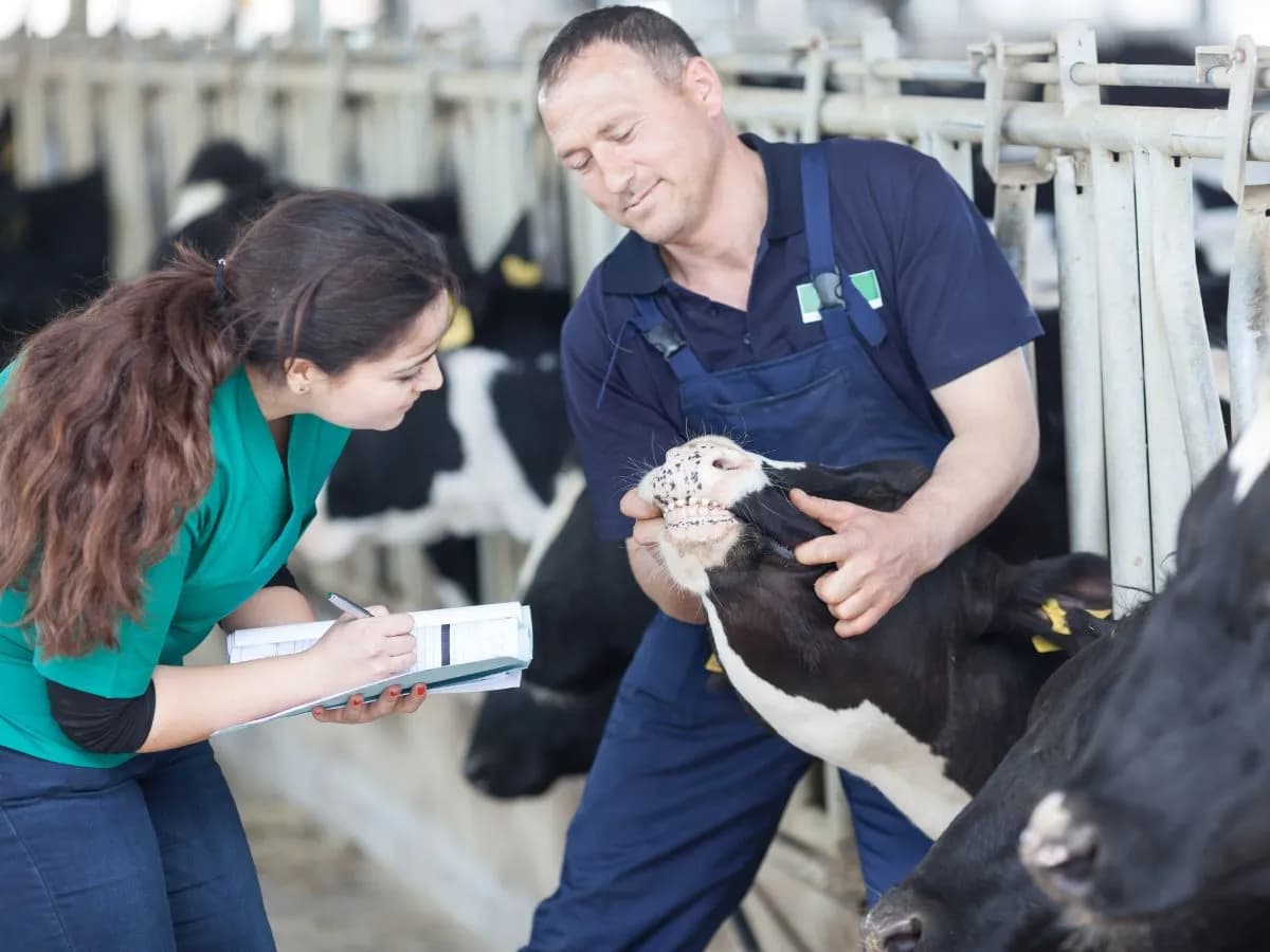 Ile zarabia weterynarz? Zaskakujące fakty o wynagrodzeniach w branży
