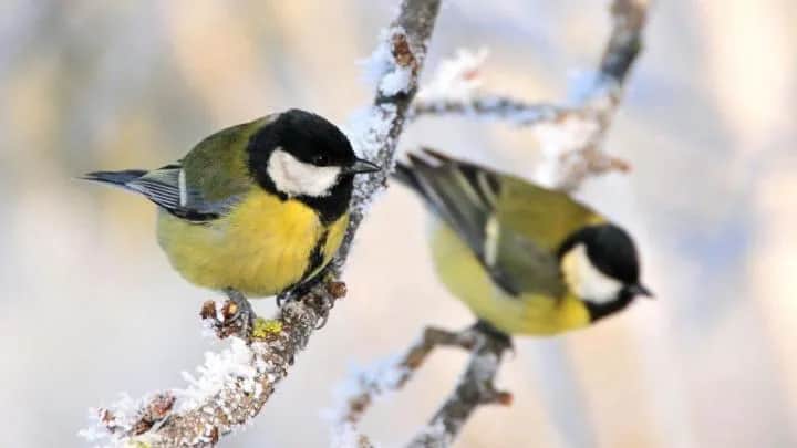 Jakie ptaki śpiewają w lutym? Odkryj ich tajemnice i dźwięki