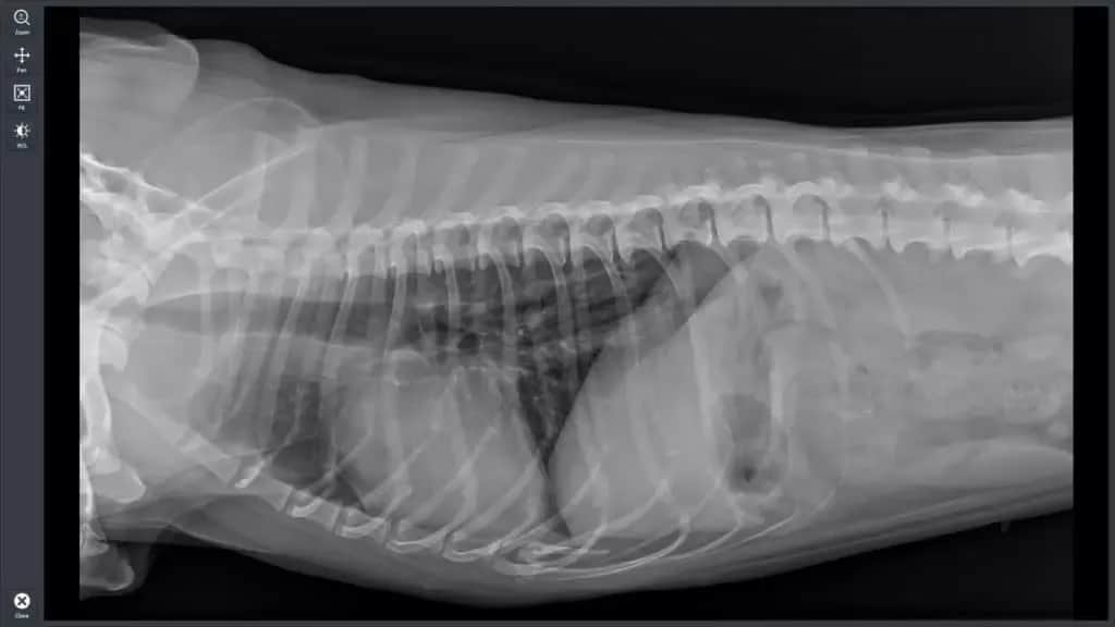 Ile kosztuje przeswietlenie u weterynarza? Sprawdź ceny i ukryte koszty
