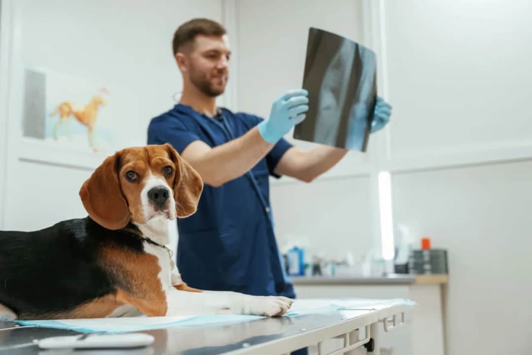 Ile zarabia weterynarz w Szwajcarii? Zaskakujące fakty o wynagrodzeniach