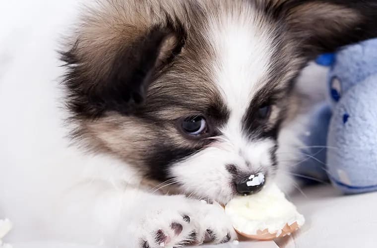 Czy pies może jeść białko z jajka? Sprawdź ryzyko i korzyści