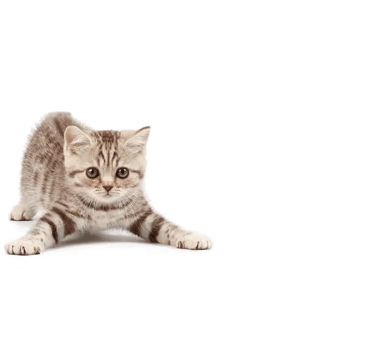 Czy koty mogą jeść surowe mięso? Poznaj ryzyko i zalety diety