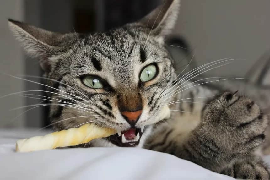 Czy koty mogą jeść kości? Poznaj ryzyko i bezpieczne alternatywy