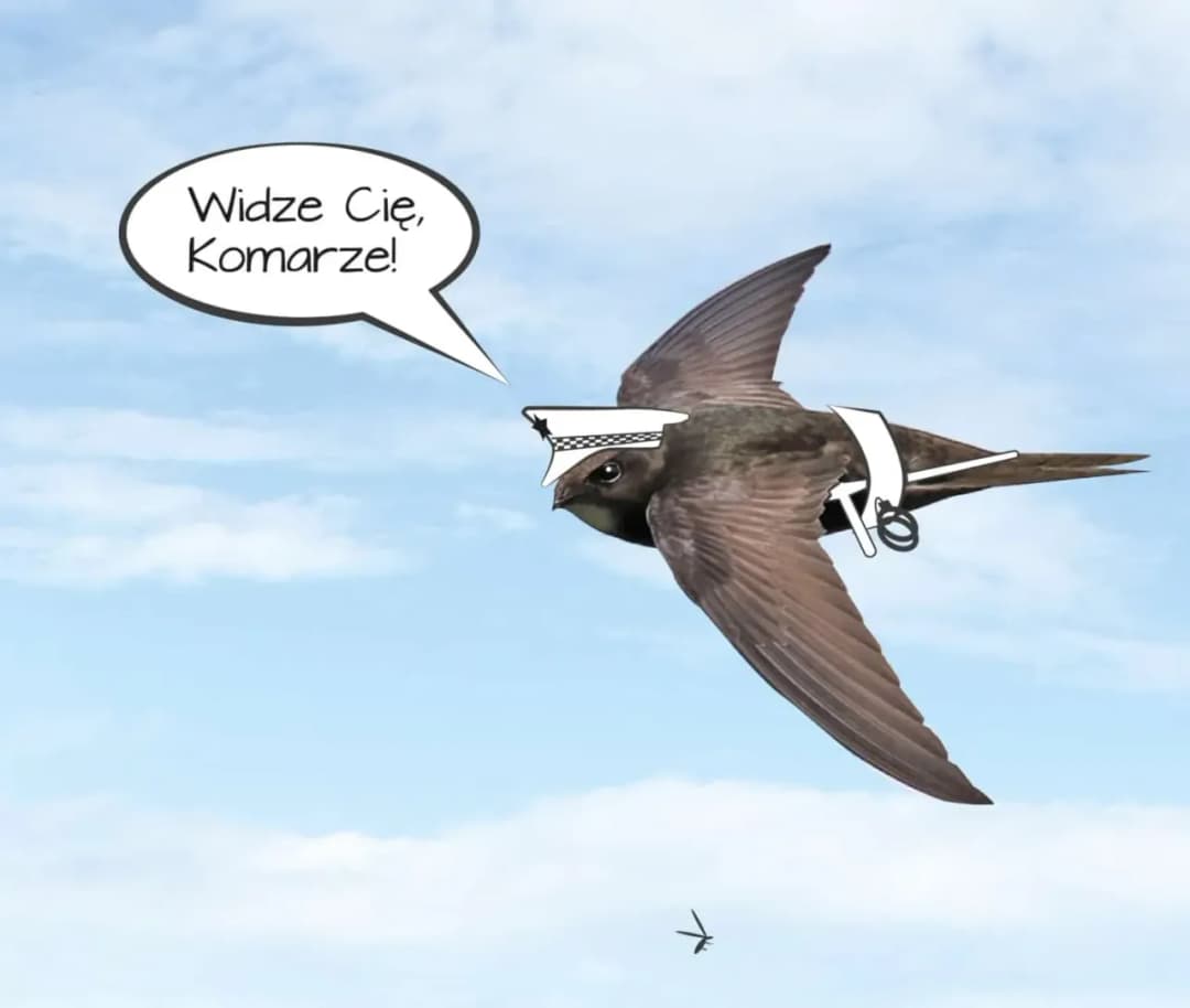 Jaki ptak zjada komary? Odkryj naturalnych sprzymierzeńców w walce z nimi