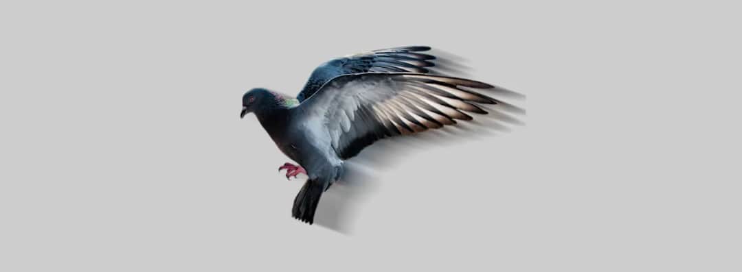 Jakiego koloru boją się ptaki? Klucz do skutecznego odstraszania