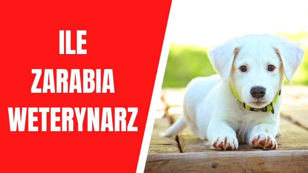 Ile zarabia weterynarz w USA? Zaskakujące fakty o wynagrodzeniach