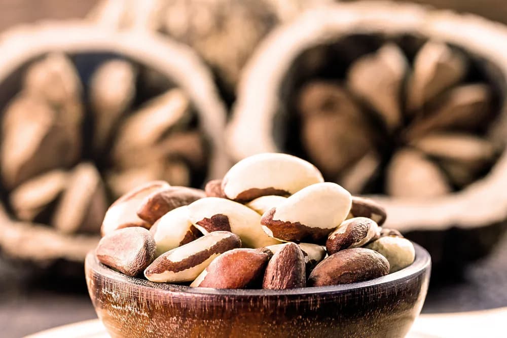 Czy pies może jeść orzechy brazylijskie? Sprawdź, co musisz wiedzieć