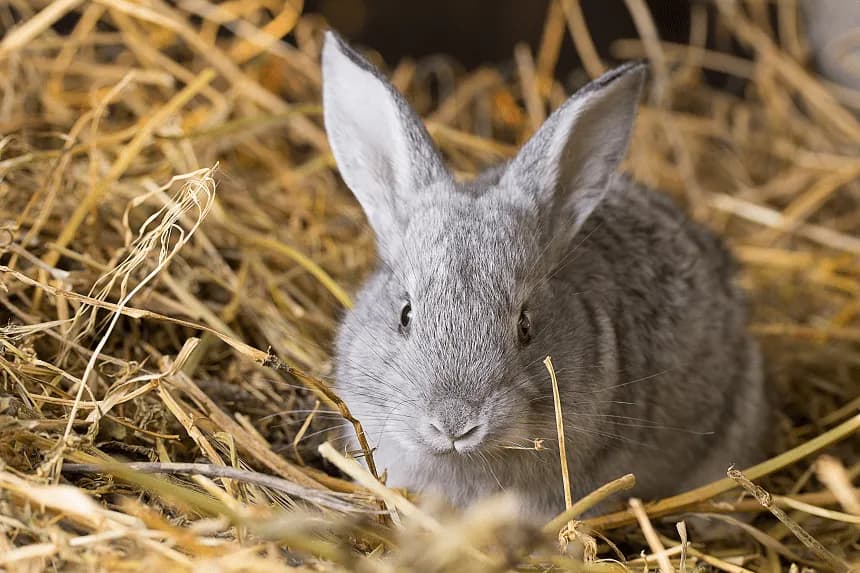 Co jedzą króliki miniaturki? Kluczowe informacje o ich diecie