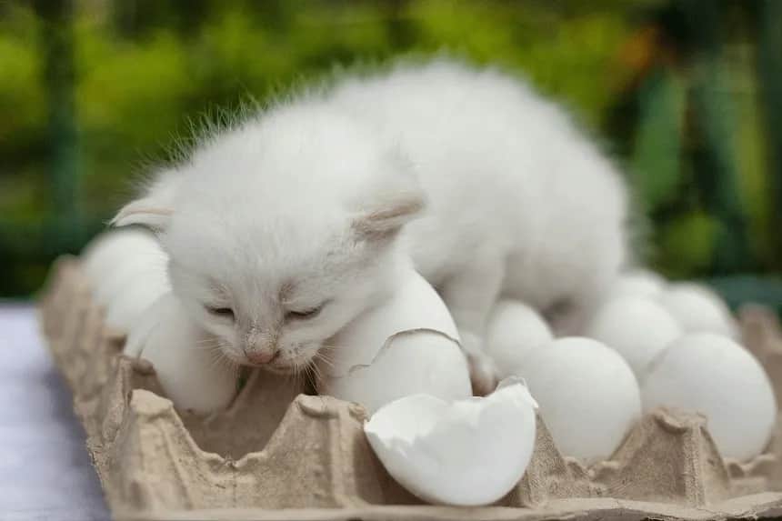 Czy koty mogą jeść żółtko? Bezpieczne porady i ryzyka dla zdrowia kota