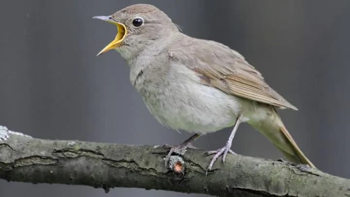 Jakie ptaki śpiewają wieczorem? Odkryj ich tajemnice i zachowania