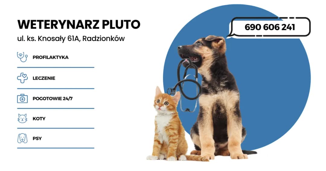 Czy weterynarz jest otwarty w niedziele? Sprawdź, gdzie uzyskasz pomoc